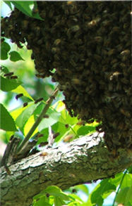 pollen